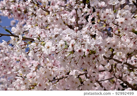 Cherry blossom trees in the Saho River 92992499