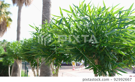 Alley of palm trees and bushes in tropical country on street 92992667