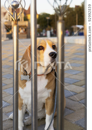 A beagle dog is behind a metal fence, waiting for the owner. space for copying. A beagle dog is behind a metal fence, waiting for the owner. space for copying. 92992839