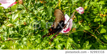 colorful butterfly 92993316