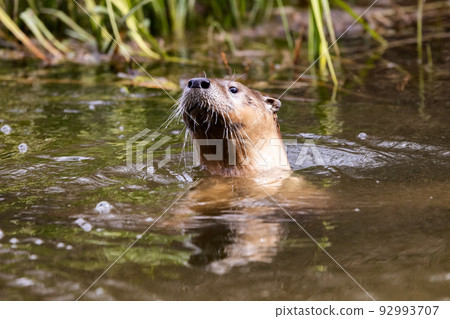 Otter swimming in a river. Grand Teton National Park Otter swimming in a river. Grand Teton National Park 92993707