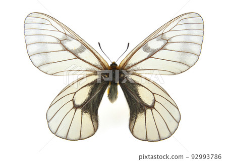 Specimens of butterflies, Parnassius Specimens of butterflies, Parnassius 92993786