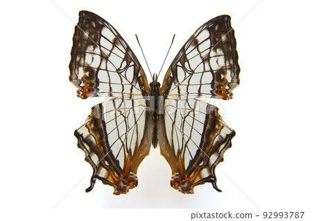 Specimens of butterfly Specimens of butterfly 92993787