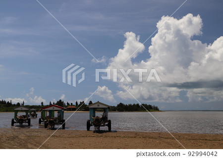 Water buffalo and sky Water buffalo and sky 92994042