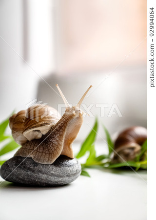 Cute garden snail with horned head sits on round pebble in garden Cute garden snail with horned head sits on round pebble in garden 92994064