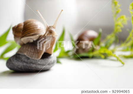 Cute garden snail with horned head sits on round pebble in garden Cute garden snail with horned head sits on round pebble in garden 92994065
