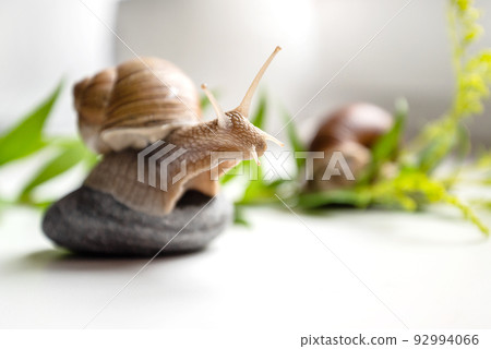 garden snail with cute horns on head sits on round pebble in garden 92994066