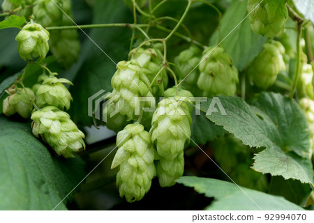 green plant of climber hop with cones for beer production 92994070