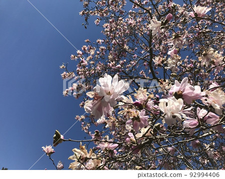 blue sky and pink bokeh blue sky and pink bokeh 92994406