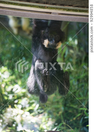 Portrait of black gibbon looking behind a window 92994858