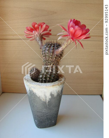 Large red bloom on hedgehog cactus in a pot at home. Two flowers at the same time, blooming thorny plant 92995143