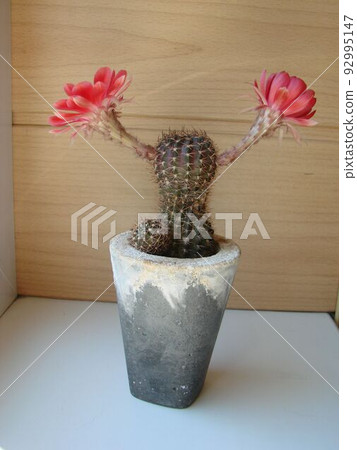 Large red bloom on hedgehog cactus in a pot at home. Two flowers at the same time, blooming thorny plant 92995147