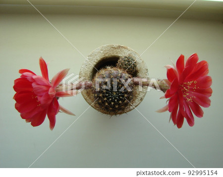 Large red bloom on hedgehog cactus in a pot at home. Two flowers at the same time, blooming thorny plant 92995154