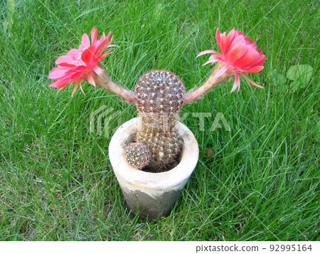 Large red bloom on hedgehog cactus in a pot at home. Two flowers at the same time, blooming thorny plant 92995164