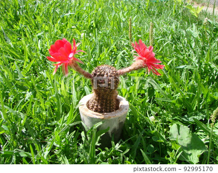 Large red bloom on hedgehog cactus in a pot at home. Two flowers at the same time, blooming thorny plant 92995170
