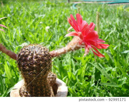 Large red bloom on hedgehog cactus in a pot at home. Two flowers at the same time, blooming thorny plant 92995171