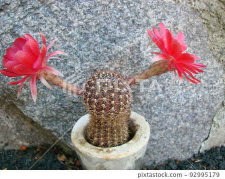 Large red bloom on hedgehog cactus in a pot at home. Two flowers at the same time, blooming thorny plant Large red bloom on hedgehog cactus in a pot at home. Two flowers at the same time, blooming thorny plant 92995179