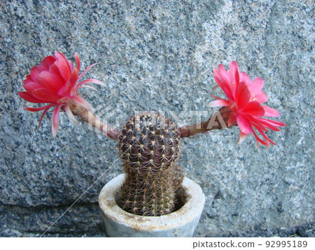 Large red bloom on hedgehog cactus in a pot at home. Two flowers at the same time, blooming thorny plant Large red bloom on hedgehog cactus in a pot at home. Two flowers at the same time, blooming thorny plant 92995189