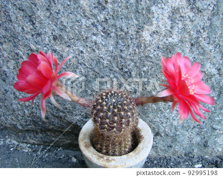 Large red bloom on hedgehog cactus in a pot at home. Two flowers at the same time, blooming thorny plant 92995198