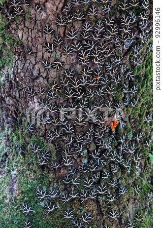 Butterflies covering the entire tree trunk. Butterflies covering the entire tree trunk. 92996146