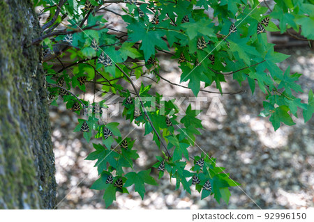 Butterflies on a tree leafs in The Valley of Butterflies. 92996150