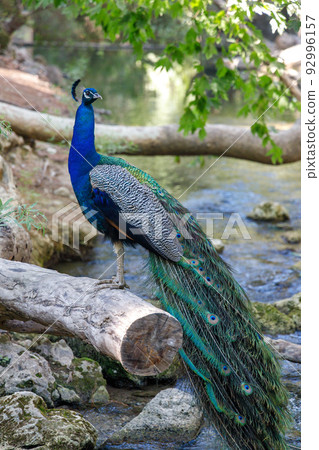 Peacock in a forest area The seven springs waterfall. 92996157