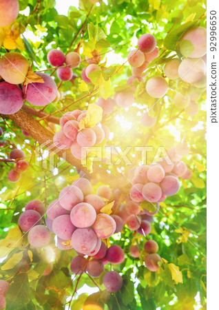 Detail of a tree full of plums fruit 92996650