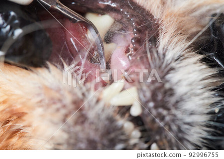 Veterinary stomatology: Cleaning teeth from plaque and stone in a 9 year old poodle Intubated under anesthesia with an ultrasound scaler. 92996755