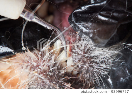 Veterinary stomatology: Cleaning teeth from plaque and stone in a 9 year old poodle Intubated under anesthesia with an ultrasound scaler. 92996757
