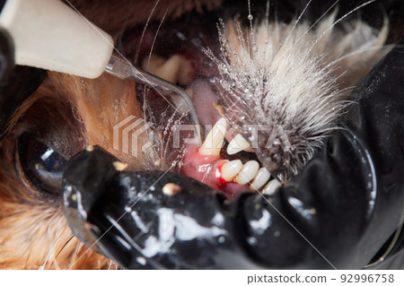 Veterinary stomatology: Cleaning teeth from plaque and stone in a 9 year old poodle Intubated under anesthesia with an ultrasound scaler. 92996758