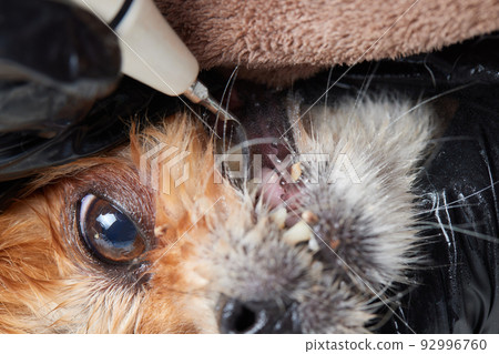 Veterinary stomatology: Cleaning teeth from plaque and stone in a 9 year old poodle Intubated under anesthesia with an ultrasound scaler. 92996760