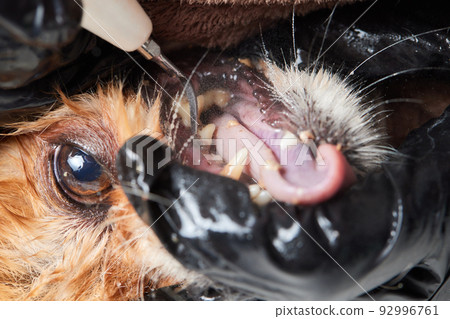 Veterinary stomatology: Cleaning teeth from plaque and stone in a 9 year old poodle Intubated under anesthesia with an ultrasound scaler. 92996761
