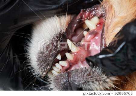 Veterinary stomatology: Cleaning teeth from plaque and stone in a 9 year old poodle Intubated under anesthesia with an ultrasound scaler. 92996763