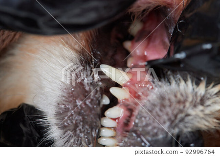 Veterinary stomatology: Cleaning teeth from plaque and stone in a 9 year old poodle Intubated under anesthesia with an ultrasound scaler. 92996764