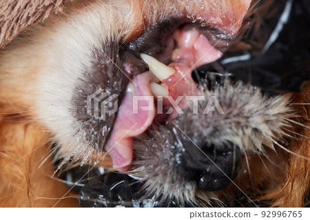 Veterinary stomatology: Cleaning teeth from plaque and stone in a 9 year old poodle Intubated under anesthesia with an ultrasound scaler. 92996765