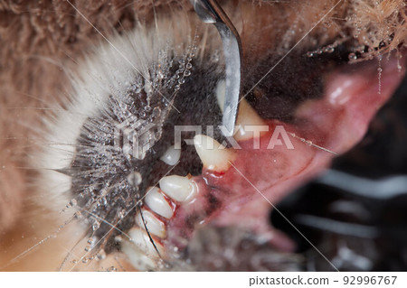 Veterinary stomatology: Cleaning teeth from plaque and stone in a 9 year old poodle Intubated under anesthesia with an ultrasound scaler. 92996767