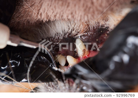 Veterinary stomatology: Cleaning teeth from plaque and stone in a 9 year old poodle Intubated under anesthesia with an ultrasound scaler. 92996769