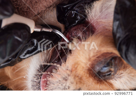 Veterinary stomatology: Cleaning teeth from plaque and stone in a 9 year old poodle Intubated under anesthesia with an ultrasound scaler. 92996771