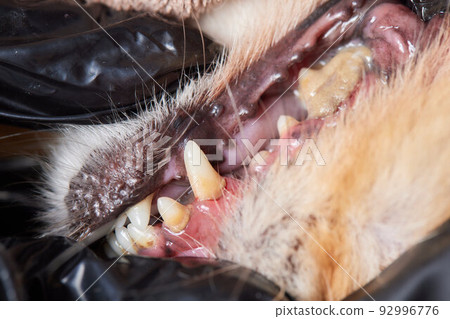 Veterinary stomatology: Cleaning teeth from plaque and stone in a 9 year old poodle Intubated under anesthesia with an ultrasound scaler. 92996776
