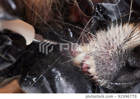 Veterinary stomatology: Cleaning teeth from plaque and stone in a 9 year old poodle Intubated under anesthesia with an ultrasound scaler. 92996778