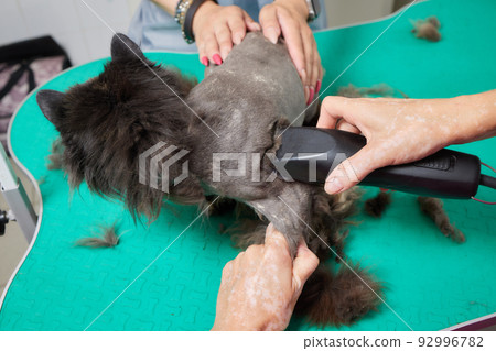 Cat grooming in pet beauty salon. Grooming master cuts and shaves a cat, cares for a cat. The vet uses an electric shaving machine for the cat. 92996782