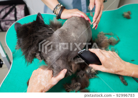 Cat grooming in pet beauty salon. Grooming master cuts and shaves a cat, cares for a cat. The vet uses an electric shaving machine for the cat. 92996783