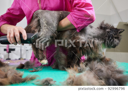 Cat grooming in pet beauty salon. Grooming master cuts and shaves a cat, cares for a cat. The vet uses an electric shaving machine for the cat. 92996796