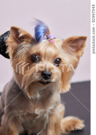 The Yorkshire Terrier lies on the grooming table in the zoo salon with a beautiful haircut for every day. The Yorkshire Terrier lies on the grooming table in the zoo salon with a beautiful haircut for every day. 92997048