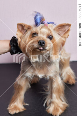 The Yorkshire Terrier lies on the grooming table in the zoo salon with a beautiful haircut for every day. 92997051