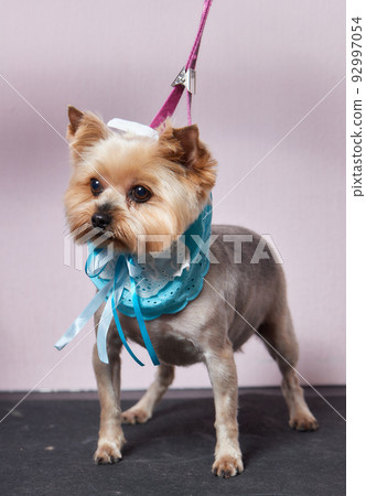 The Yorkshire Terrier lies on the grooming table in the zoo salon with a beautiful haircut for every day. The Yorkshire Terrier lies on the grooming table in the zoo salon with a beautiful haircut for every day. 92997054