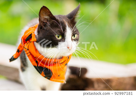 A black and white cat in a bandana for the. Stock Photo 92997181 PIXTA