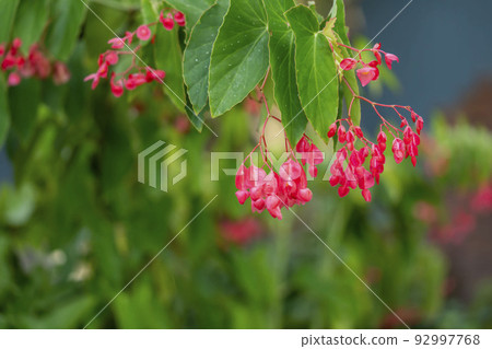 Tachiki Begonia 92997768