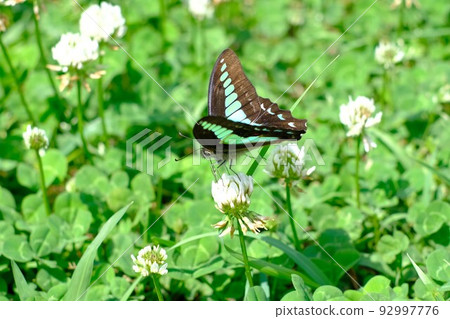藍鳳蝶和白三葉草花 藍鳳蝶和白三葉草花 92997776