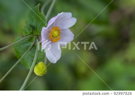 Shiki Iku Shiki Iku 92997826